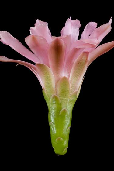Gymnocalycium horstii